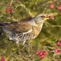Meidoorn (Crataegus lavalleei)